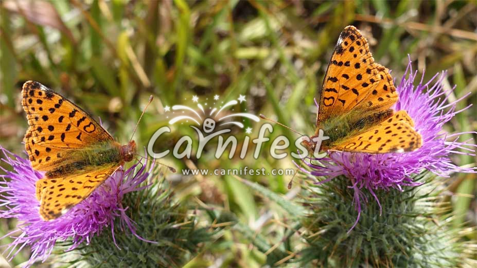 Photo by: CarniFest Online © All Rights Reserved