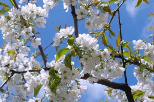 Cherry blossom - Photo by: Isabell Demuth / pixabay.com