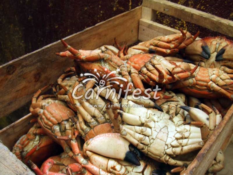 Crab - CarniFest Online Photo © All Rights Reserved