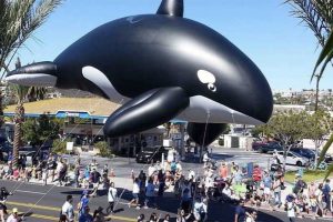 Photo from facebook.com/DPFestivalOfWhales