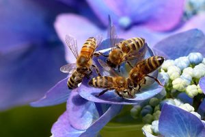 Honeybee - Photo by: Christiane / Oldiefan [via-pixabay.com]