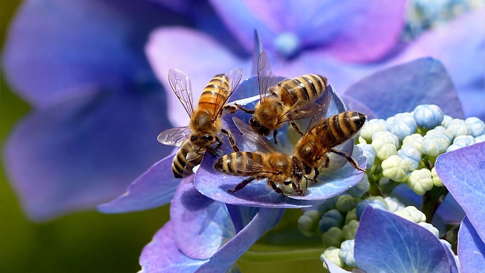 Honeybee - Photo by: Christiane / Oldiefan [via-pixabay.com]