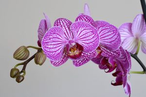 Orchid - Photo: RÜŞTÜ-BOZKUŞ [Via-pixabay.com]