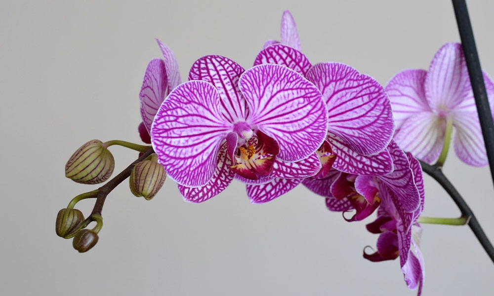 Orchid - Photo: RÜŞTÜ-BOZKUŞ [Via-pixabay.com]