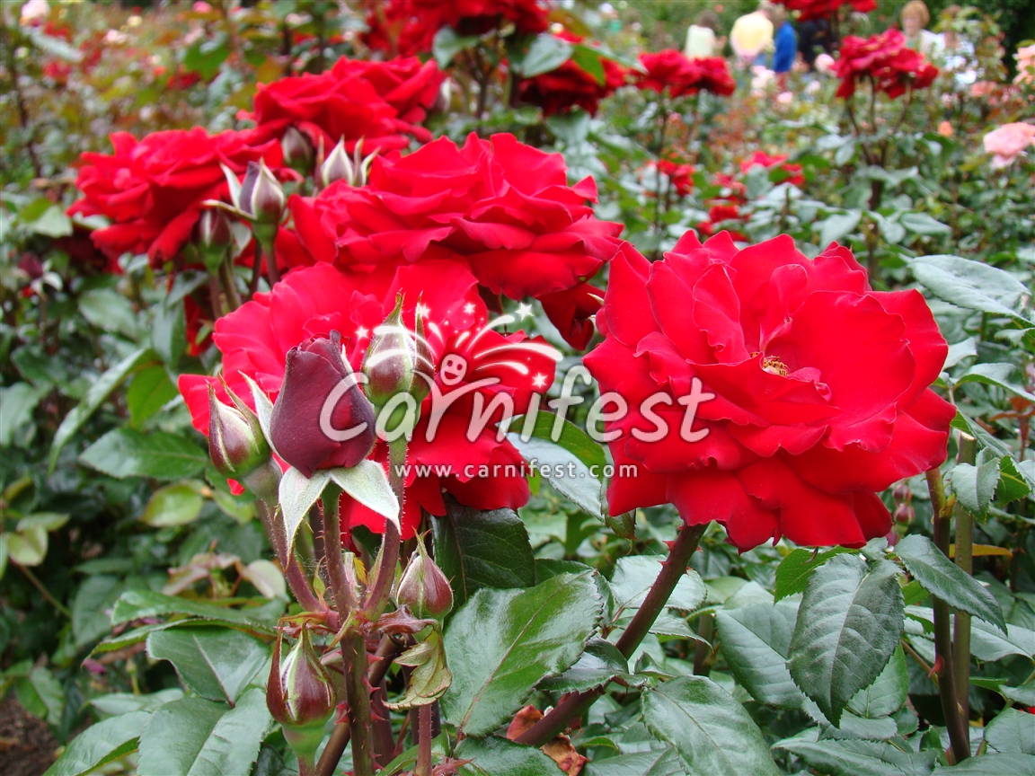 Rose - CarniFest Online Photo © All Rights Reserved