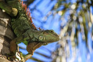 Salamander - Photo by: By Unsplash Via pixabay.com