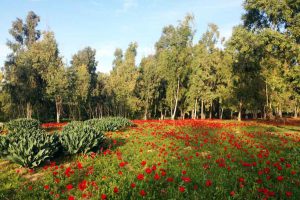 Shokeda Forest - South red Anemone festival - Photo by: Festivalim.co.il