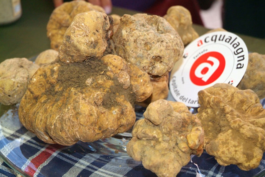 The White Truffles of Acqualagna - Photo by: www.acqualagna.com