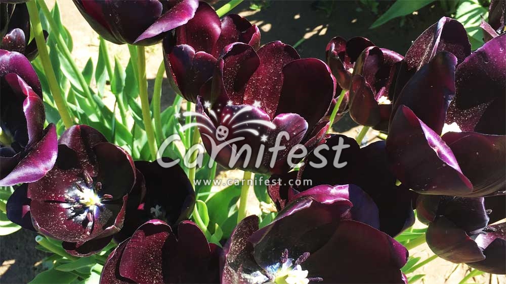 Wooden Shoe Tulip Fest - CarniFest Online Photo © All Rights Reserved